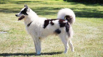 Chien qui claque des dents : quelles sont les causes ?