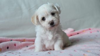 Chien qui mange son caca : pourquoi et que faire