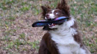 Les 10 meilleures races de chien les plus intelligentes