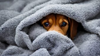 Rêves de chiens : tout ce que vous devez savoir