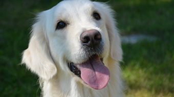 Sevrage chien : tout savoir