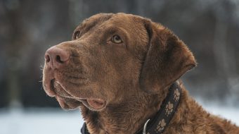 Température chien 37 : causes et prévention