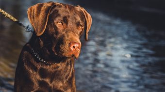 Tout sur les animaux domestiques et animaux de compagnie