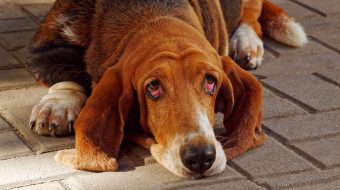 Tout sur les animaux domestiques et animaux de compagnie