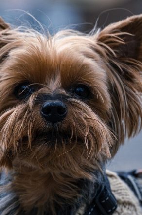 Chien qui boit : dois-je m’inquiéter si il boit beaucoup d’eau !