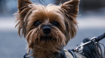 Chien qui boit : dois-je m’inquiéter si il boit beaucoup d’eau !