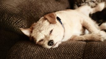 Chiot qui mordille : voici tout ce que vous devez savoir
