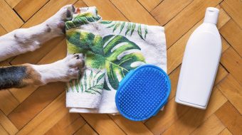 Comment savoir si votre chien a des tiques ?