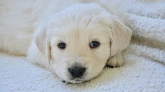 Les causes : mon chien ne mange plus ses croquettes !