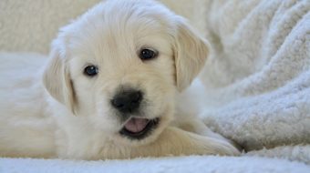 Les causes et les solutions : mon chien ne mange plus et reste couché