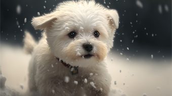 Mon chien fait pipi dans la maison : que faire ?