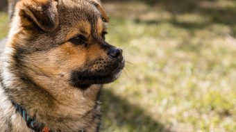 Quand un berger allemand lève-t-il les oreilles ?