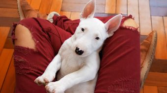 Bull terrier chien dangereux : tout savoir sur ce type de chien