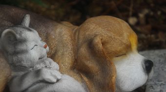 La première rencontre entre un chat et un chien