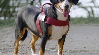 Où promener son chien autour de moi : voici nos propositions