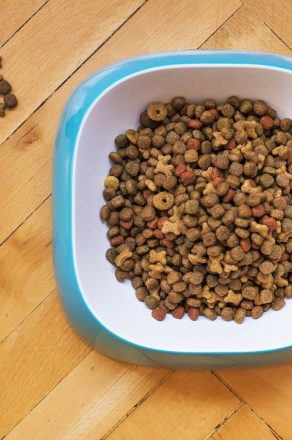 6 étapes pour choisir la meilleure nourriture pour votre chien