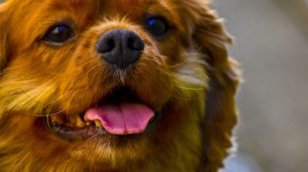 Abricot chien : tout savoir sur cette couleur