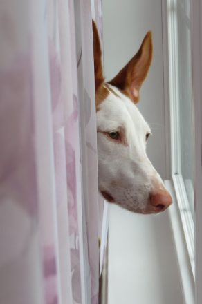 Chien maigre : quelles sont les causes ?