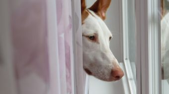 Chien maigre : quelles sont les causes ?