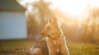 Comment empêcher un chiot berger allemand de mordre