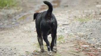 Définition de la divagation du chien et du chat