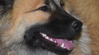 Dents de chien : tout savoir