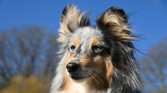 Épillets chien : tout ce que vous devez savoir