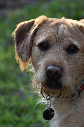 L’examen médical de base pour votre chien (+5 conseils)