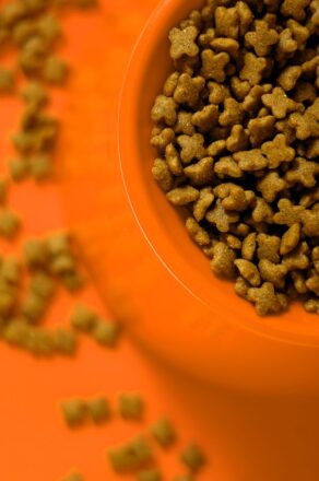 Les avantages d’offrir à son chiot des croquettes faciles à digérer